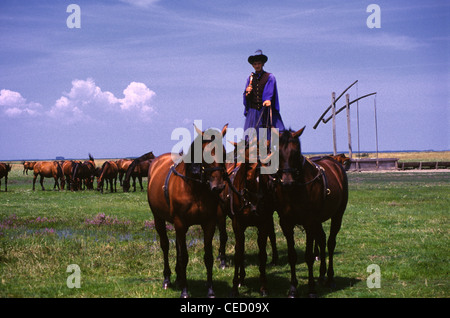 A Csiko mounted horse-herdsman in traditional attire standing on the backs of two galloping Nonius Hungarian horse breed while controlling another three thundering along in front in the vast Hungarian Plain called the Puszta of Hortobagy National Park near Debrecen Eastern Hungary Stock Photo