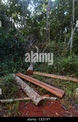 Rewa P Timber A tree felled in the Amazon rainforest to be cut into timber planks and ...