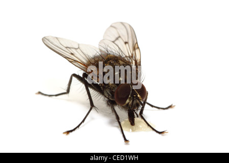 A fly eating a drop of honey isolated on white Stock Photo