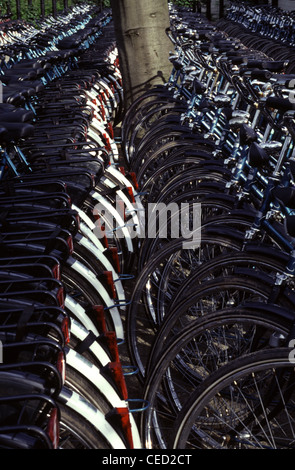Bicycles for rent parked in Amsterdam Netherlands Stock Photo