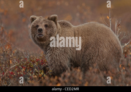 Grizzly Bear (Ursus arctos) pauses while grazing in favored soap berries, a staple in the bear's autumn diet, Denali Park. Stock Photo