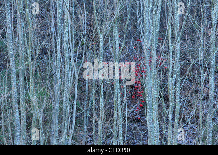 Winter color along the shores of the Arrow River in Arrowtown, New Zealand Stock Photo