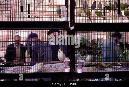 Parrots for sale at the old Spice market Sultanahmet district Istanbul Turkey Stock Photo