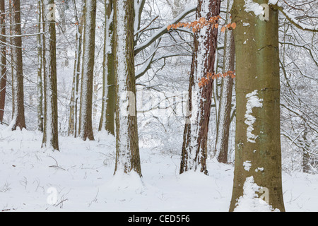 Snow covers the trees and forest floor at Strid Wood, Barden, Wharfedale, Yorkshire Stock Photo