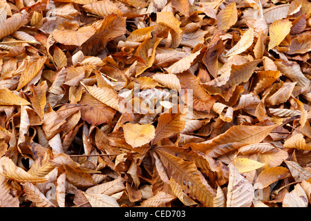 Fallen beech leaves tightly covering the ground in Fall. Stock Photo