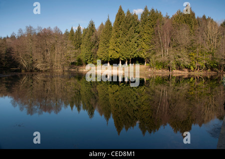 Forest lake in winter sunshine with reflections from conifer trees Stock Photo