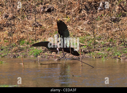 White-faced Ibis, Plegadis chihi, mating behavior, Brazos Bend State Park, Texas Stock Photo