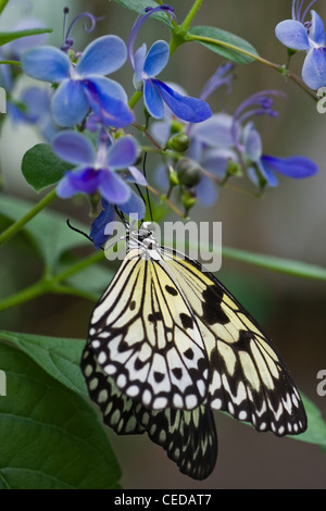 Paper Kite Butterfly, Sunburst rice paper butterfly or Idea leuconoe on blue Clerodendrum flowers Stock Photo