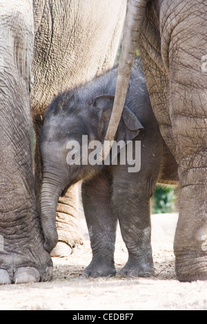 Asian elephants or Elephas maximus - mother and new born female baby elephant