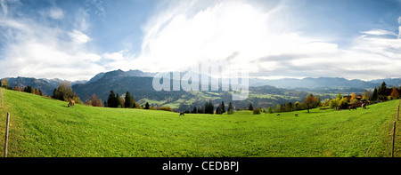 Panorama of Alpine meadows with cows chewing grass Stock Photo - Alamy