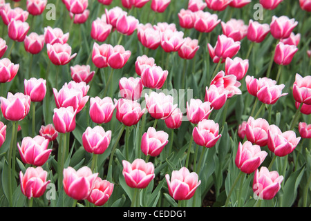 Bed with pink-white tulips Stock Photo