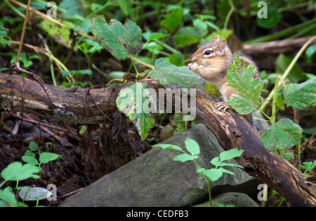 a chipmunk perched on a broken tree branch eating a kernel of corn Stock Photo