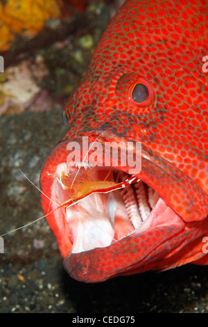 Tomato Cod, or Tomato Grouper, Cephalopholis sonnerati, being cleaned by a Cleaner Shrimp, Lysmata amboinensis. Stock Photo