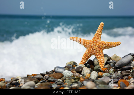 Starfish on stone seacoast Stock Photo