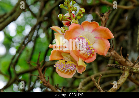 Flower of the Cannon Ball Tree, Couroupita guianensis, taken in the Botanical Gardens, Kandy, Sri Lanka Stock Photo