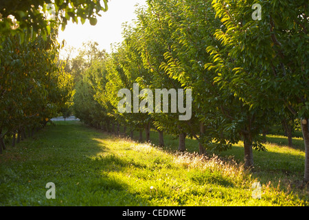 Apple trees in orchard Stock Photo