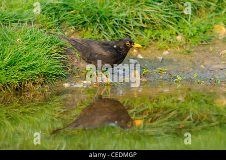 Blackbird (Turdus merula) male standing by water, with reflection, Oxfordshire, UK Stock Photo