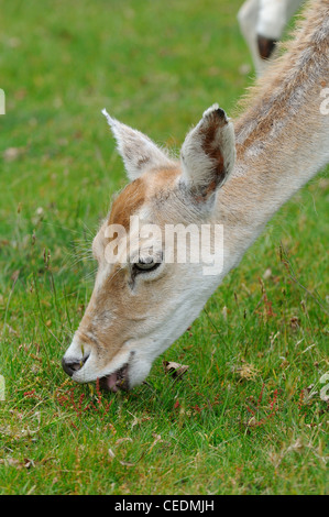 Fallow Deer (Dama dama) close-up of head, feeding on grassland, Kent UK Stock Photo