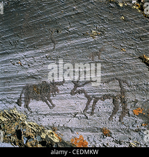 Black and white bulls fighting. Petroglyphs. Altai Tavan Bogd National Park. Mongolia Stock Photo