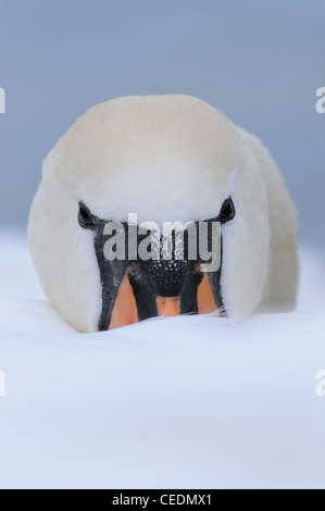 Mute Swan (Cygnus olor) close-up, resting with head on back, Oxfordshire, UK Stock Photo