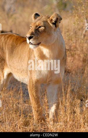 A large lioness standing and watching over her territory before settling down after a long night of hunting. Stock Photo