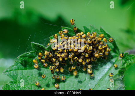 Garden Orb Spider (Araneus diadematus) mass of newly hatched baby spiders, on common nettle plant, Kent, UK