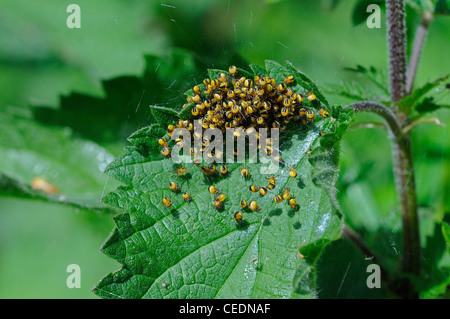 Garden Orb Spider (Araneus diadematus) mass of newly hatched baby spiders, on nettle plant, Kent, UK