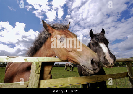 Horses looking over fence Stock Photo