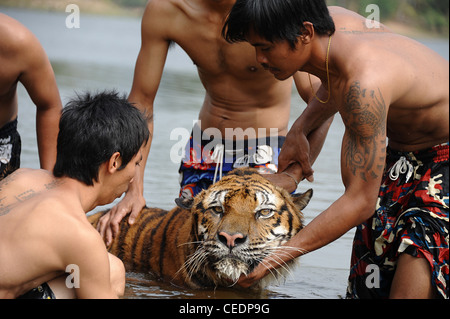 Thai tiger MEOW  had an MRI scan to decide if spinal surgery might help his physical problems with movement. Stock Photo