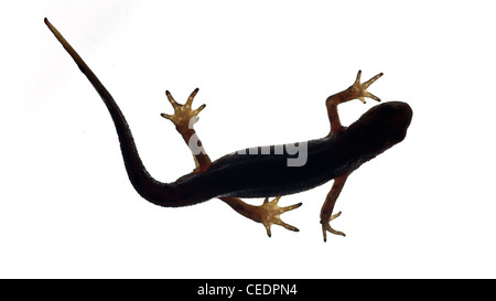 Palmate newt. Dark silhouette of a newt isolated on a white light background. Triturus helveticus. Lissotriton helveticus Stock Photo