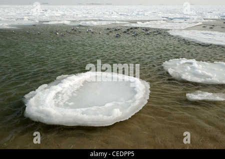 Frozen Black Sea, a rare phenomenon, Odessa, Ukraine, Eastern Europe Stock Photo