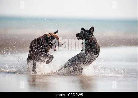 Two dogs playing together in the sea Stock Photo