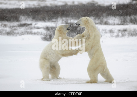 Polar bears fighting Stock Photo