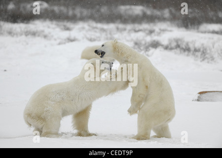 Polar bears fighting Stock Photo