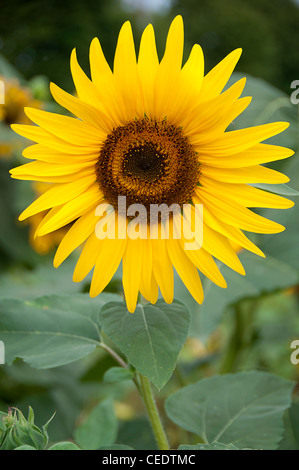 Sunflower close up Stock Photo - Alamy