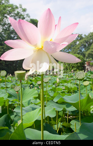 Italy, Piedmont, Lago Maggiore, Verbania, Nelumbo nucifera (Lotus flower), gardens of Villa Taranto, Pallanza Stock Photo