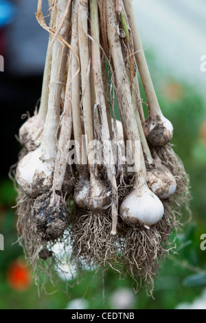 Drying garlic Stock Photo