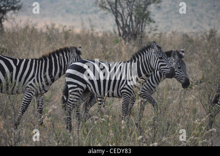 Zebras in the Savanna