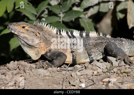 Black Spiny-tailed Iguana a.k.a. Black Iguana, or Black Ctenosaur (Ctenosaura similis) Stock Photo