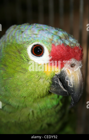 Head Of Red-lored Parrot Amazona autumnalis Stock Photo