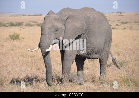 Elephant in the Savanna Stock Photo