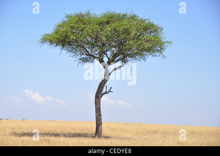 Tree. Savanna, Park Masai Mara, Kenya, Africa Stock Photo
