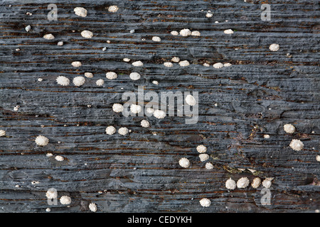 Common Limpets Patella vulgata aligned along layers of sedimentary rock on the seashore in North Devon UK Stock Photo