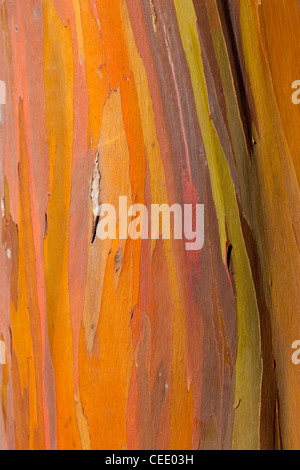 Close up of trunk of eucalyptus tree showing colorful patterns Stock Photo