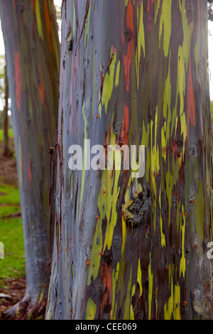 Close up of trunk of eucalyptus tree showing colorful patterns Stock Photo