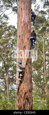 Climbing the mighty Dave Evans Bicentennial Tree in the Karri forests near Pemberton Western Australia Stock Photo