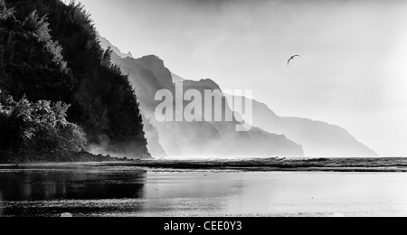 Albatros soaring over the Na Pali coast by Ke'e beach in Kauai at sunset Stock Photo