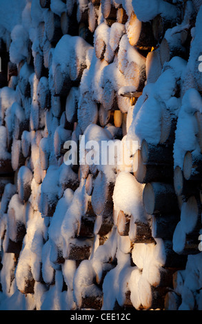 Closeup of snow covered spruce ( picea abies ) log pile , Finland Stock Photo