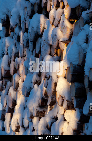 Closeup of snow covered spruce ( picea abies ) log pile , Finland Stock Photo
