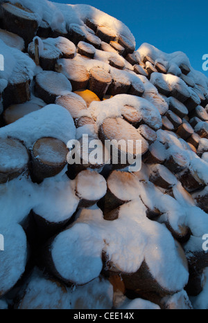 Closeup of snow covered spruce ( picea abies ) log pile , Finland Stock Photo
